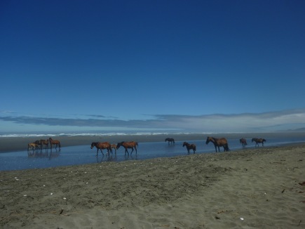 Wild horses roaming the beach in Southern Chile