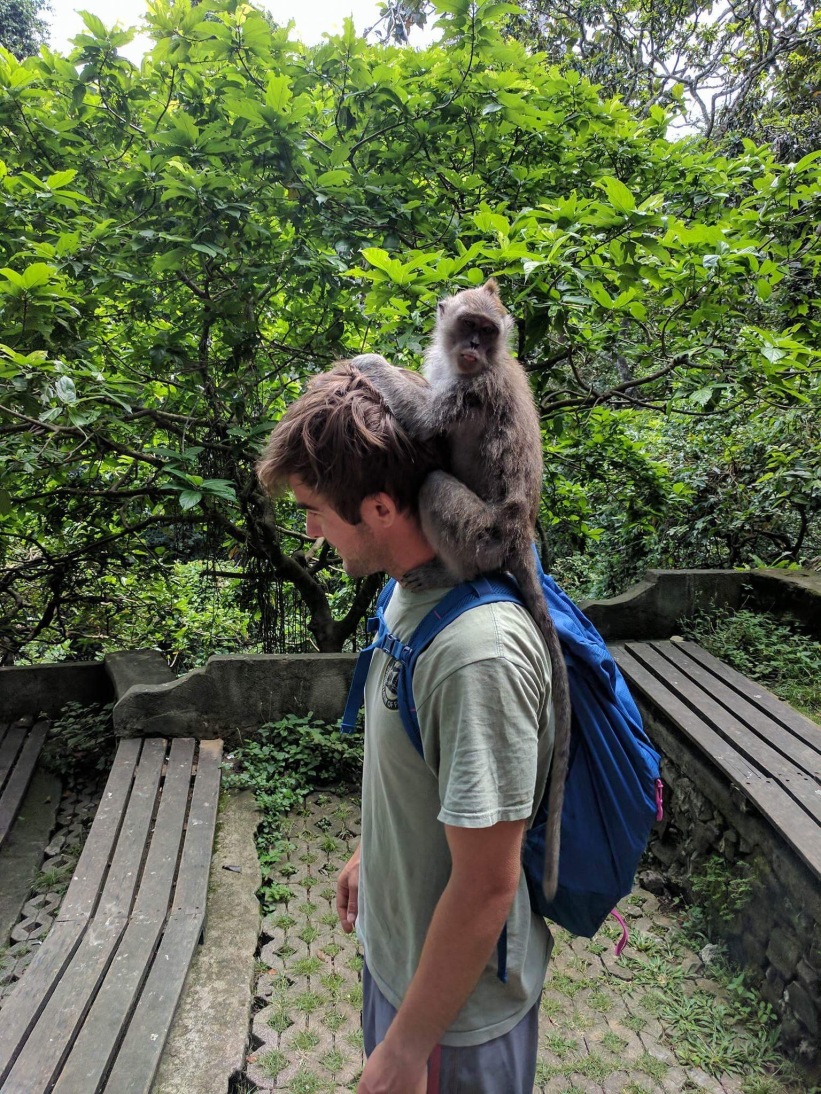 TJ Getting Groomed By A Monkey Inside The Monkey Forest In Ubud, Bali