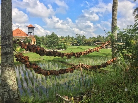 Beutiful rice field views in the village areas above the streets of Ubud, Bali